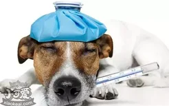 狗狗感冒和细小的区别 如何判断狗狗是感冒还是患了细小