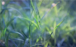 含羞草属于什么科植物
