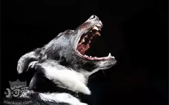 狗蛀牙的危害是什么 狗狗的牙齿要如何护理