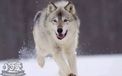 狗和狼的区别 狗和狼之间到底有什么不同