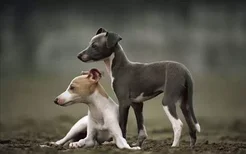 训练狗狗“绕弯走”的步骤 怎么训练狗狗跳过障碍
