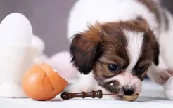 3个月狗狗能吃鸡蛋吗