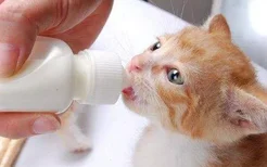 一个月小猫可以喝牛奶吗