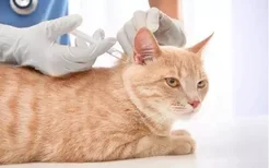 为什么不建议猫打狂犬疫苗