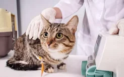 家猫为啥不建议打疫苗