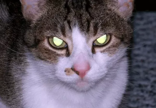 为什么猫的眼睛晚上会发光