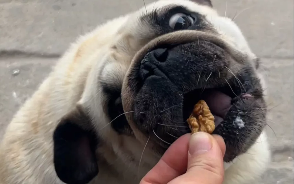 狗能吃核桃仁吗