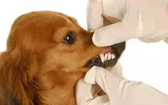 狗狗的牙齿松动怎么办