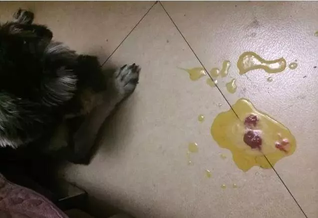 狗为什么吐黄水