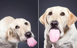 狗狗之间互相舔嘴代表什么