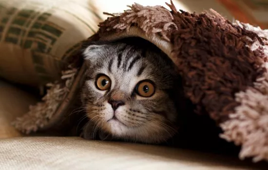 小猫怕人 老是躲着怎么办