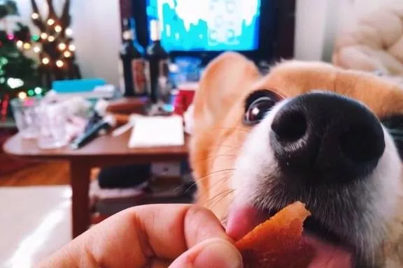 狗狗可以吃哪些人吃的零食