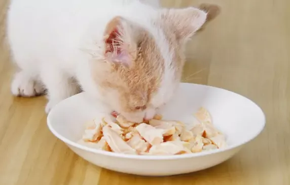 两个月的小猫可以吃鸡胸肉吗