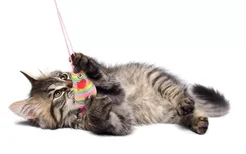 猫咪吃绳子怎么帮他排出来