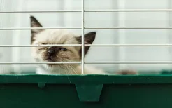 猫咪放笼子里养好吗