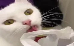 猫为什么舔塑料袋
