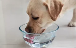 小狗喝水呛到了怎么办