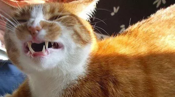猫咪打喷嚏是什么原因