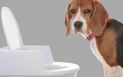 如何训练狗狗在厕所大小便