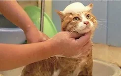 小猫两个月能洗澡吗