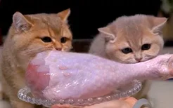 猫咪可以吃鸡腿肉吗