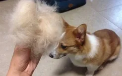 小狗掉毛严重是什么原因呢