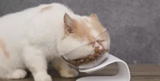 猫咪一天吃多少克食物