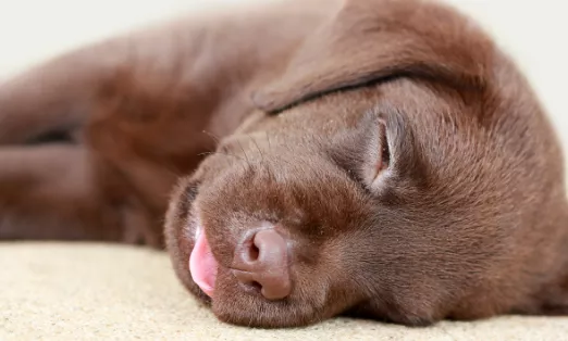 狗狗睡觉伸舌头是怎么回事