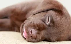狗狗睡觉伸舌头是怎么回事