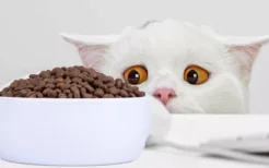 幼猫猫粮和成猫粮的区别