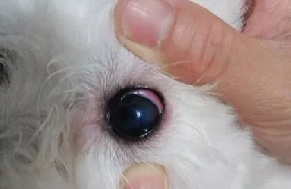 狗眼睛红肿突出是怎么回事