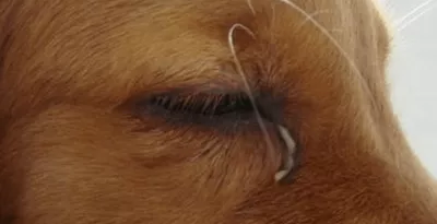 狗狗的眼睛有粘稠分泌物怎么办