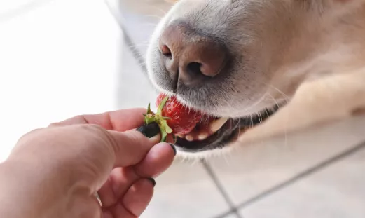 拉布拉多可以吃草莓吗