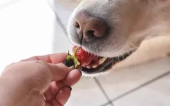 拉布拉多可以吃草莓吗
