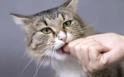 怎么让猫不咬人