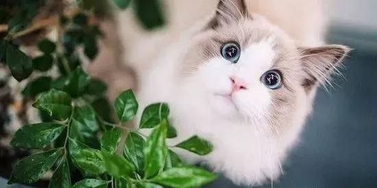 布偶猫的寿命最长能活多少年